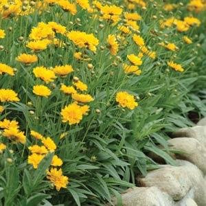 Кореопсис крупноцветковый (Coreopsis grandiflora) Кореопсис крупноцветковый (Coreopsis grandiflora)