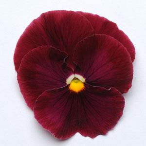 Виола виттрока (Viola wittrockiana) Виола виттрока (Viola wittrockiana)