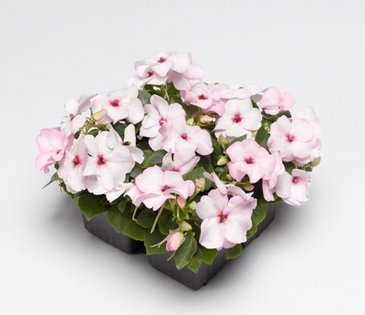 Бальзамин Уоллера (Impatiens walleriana)
