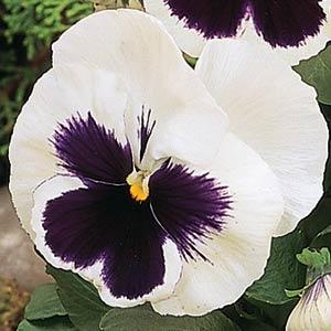 Виола виттрока (Viola wittrockiana) Виола виттрока (Viola wittrockiana)