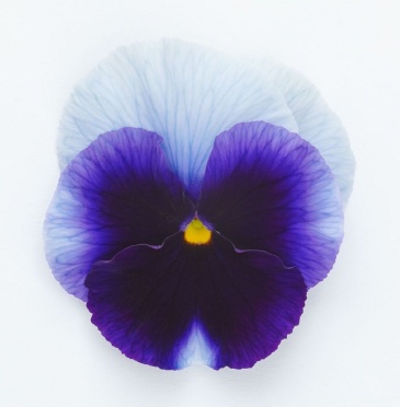 Виола виттрока (Viola wittrockiana) Виола виттрока (Viola wittrockiana)