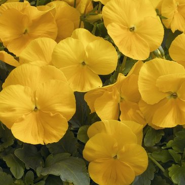 Виола Виттрока (Viola wittrockiana)