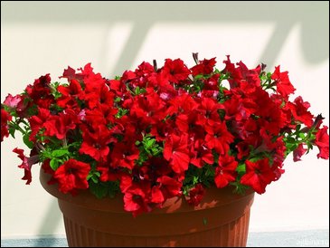 Петуния ампельная гибридная (Petunia x hybrida)