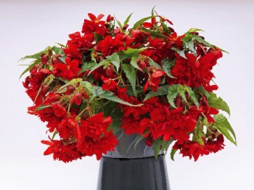 Бегония гибридная ампельная (зеленая листва) (Begonia hybrida) Бегония гибридная ампельная (зеленая листва) (Begonia hybrida)