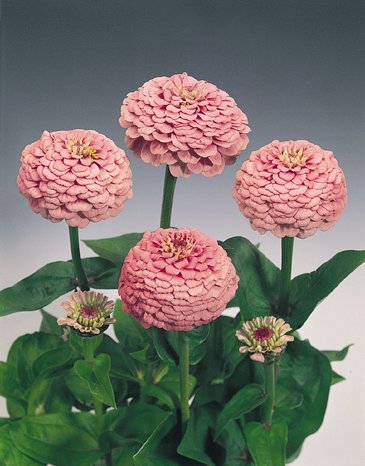 Цинния изящная (Zinnia elegans)