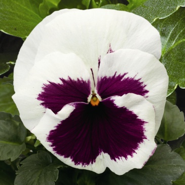 Виола Виттрока (Viola wittrockiana)
