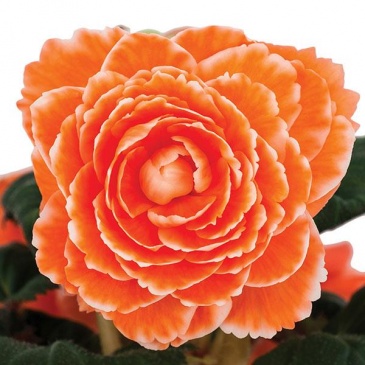 Бегония клубневая махровая (Begonia tuberhybrida)
