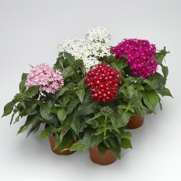 Пентас ланцетовидный (Pentas lanceolata) Пентас ланцетовидный (Pentas lanceolata)