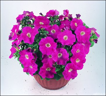 Петуния ампельная гибридная (Petunia x hybrida) Петуния ампельная гибридная (Petunia x hybrida)