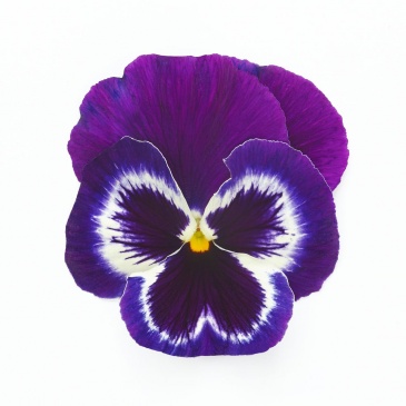 Виола виттрока (Viola wittrockiana) Виола виттрока (Viola wittrockiana)