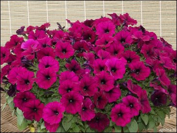 Петуния ампельная гибридная (Petunia x hybrida)