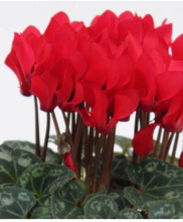 Цикламен персидский (Cyclamen persicum)