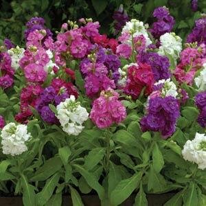 Левкой седой (Matthiola incana) Левкой седой (Matthiola incana)