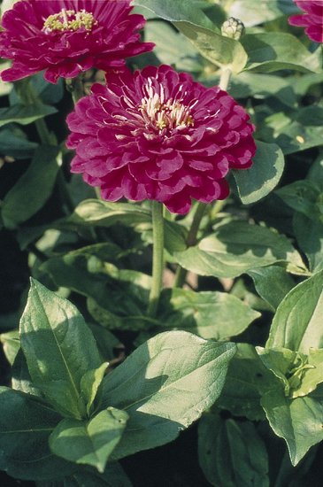 Цинния изящная (Zinnia elegans)