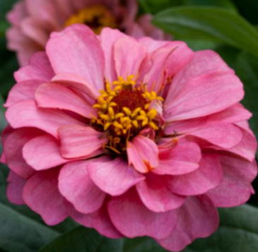 Цинния изящная (Zinnia elegans) Цинния изящная (Zinnia elegans)