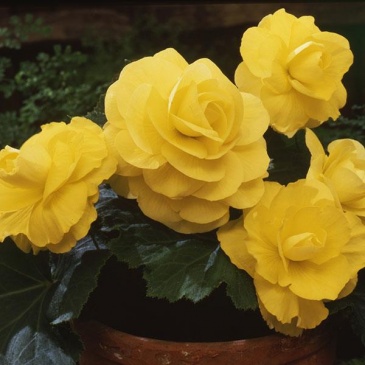 Бегония клубневая махровая (Begonia tuberhybrida) Бегония клубневая махровая (Begonia tuberhybrida)