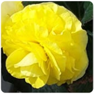 Бегония клубневая махровая (Begonia tuberhybrida)