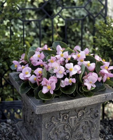 Бегония вечноцветущая (зеленая листва) (Begonia semperflorens)