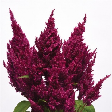Целозия метельчатая (Celosia plumosa) Целозия метельчатая (Celosia plumosa)