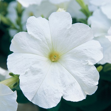 Петуния ампельная гибридная (Petunia х hybrida)