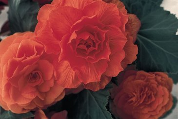 Бегония клубневая махровая (Begonia tuberhybrida)