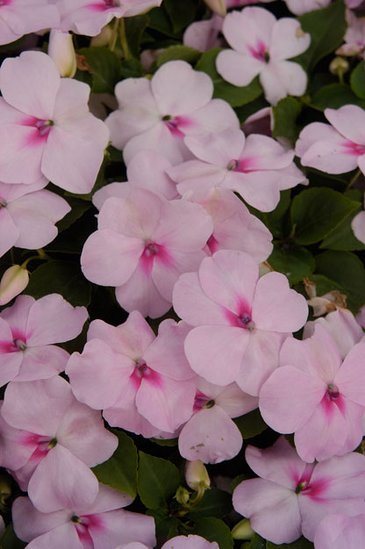 Бальзамин Уоллера (Impatiens walleriana) Бальзамин Уоллера (Impatiens walleriana)