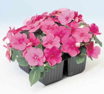 Бальзамин Уоллера (Impatiens walleriana) Бальзамин Уоллера (Impatiens walleriana)