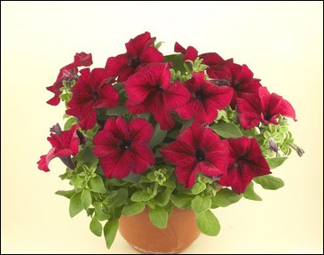 Петуния ампельная гибридная (Petunia x hybrida)