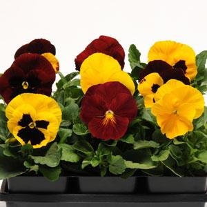Виола виттрока (Viola wittrockiana) Виола виттрока (Viola wittrockiana)