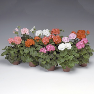 Герань (пеларгония садовая) (Pelargonium x hortorum)