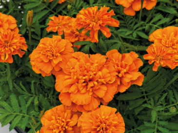 Бархатцы отклоненные (Tagetes patula) Бархатцы отклоненные (Tagetes patula)