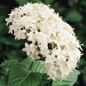 Пентас ланцетовидный (Pentas lanceolata)