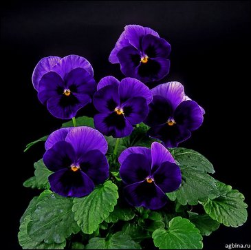Виола Виттрока (Viola wittrockiana)