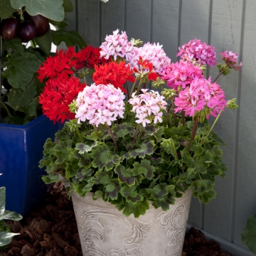 Герань (пеларгония садовая) (Pelargonium x hortorum)