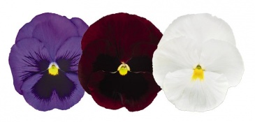 Виола виттрока (Viola wittrockiana) Виола виттрока (Viola wittrockiana)