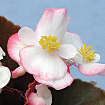 Бегония вечноцветущая (бронзовая листва) (Begonia semperflorens) Бегония вечноцветущая (бронзовая листва) (Begonia semperflorens)