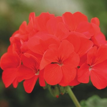 Герань (пеларгония садовая) (Pelargonium x hortorum)