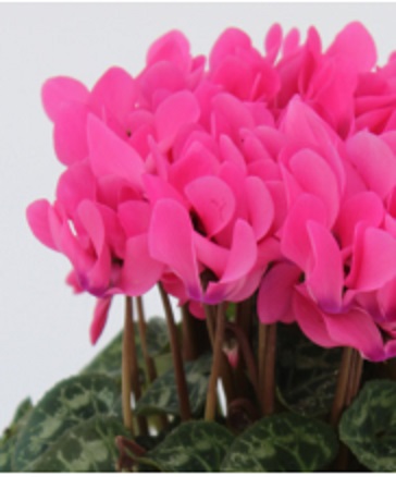Цикламен персидский (Cyclamen persicum)