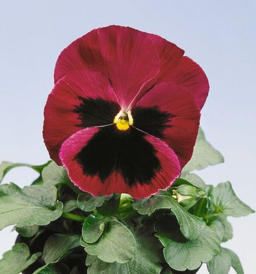 Виола Виттрока (Viola wittrockiana) Виола Виттрока (Viola wittrockiana)