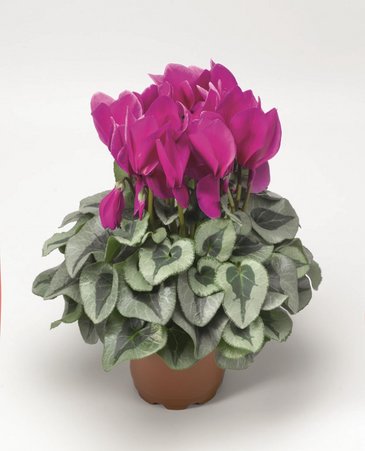 Цикламен персидский (Cyclamen persicum)