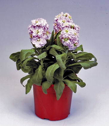 Левкой седой (Matthiola incana)