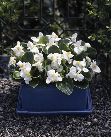 Бегония вечноцветущая (зеленая листва) (Begonia semperflorens)