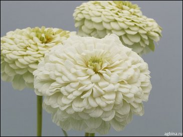 Цинния изящная (Zinnia elegans)