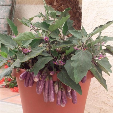 Баклажан (Solanum melongena) Баклажан (Solanum melongena)
