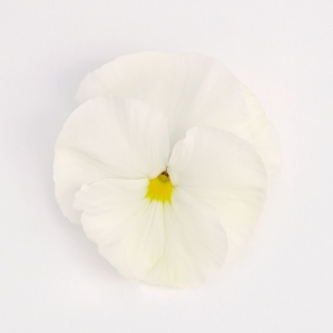Виола виттрока (Viola wittrockiana) Виола виттрока (Viola wittrockiana)