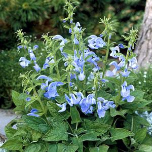 Шалфей отклоненный (Salvia patens) Шалфей отклоненный (Salvia patens)
