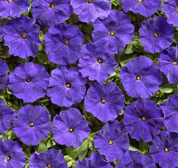 Петуния мелкоцветковая (Petunia milliflora)
