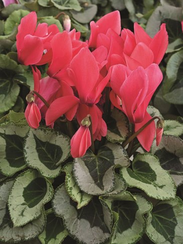 Цикламен персидский (Cyclamen persicum)