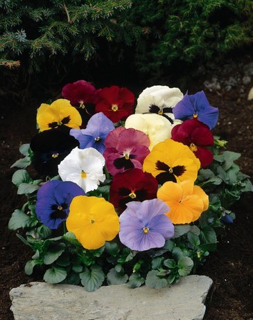Виола Виттрока (Viola wittrockiana) Виола Виттрока (Viola wittrockiana)