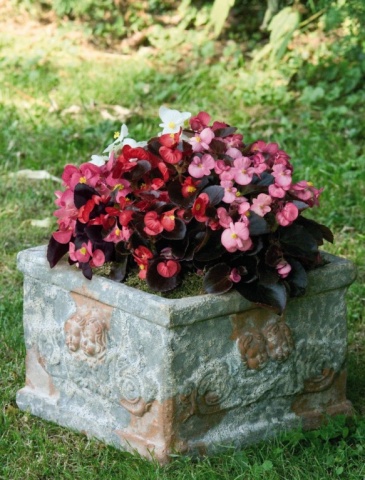 Бегония вечноцветущая (бронзовая листва) (Begonia semperflorens)
